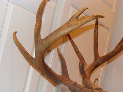 Taxidermy whitetail deer mount stuffed head decor ten 