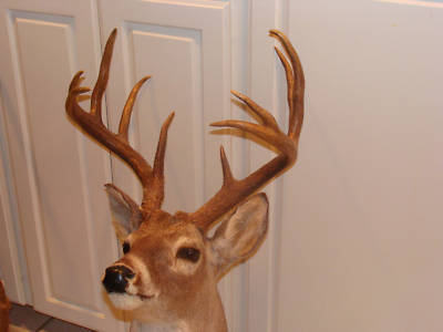 Taxidermy whitetail deer mount stuffed head decor ten 