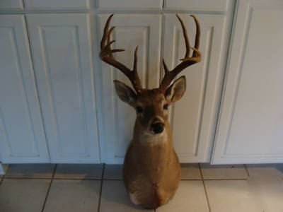Taxidermy whitetail deer mount stuffed head decor ten 