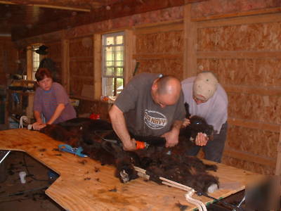 Alpaca shearing table with accessories