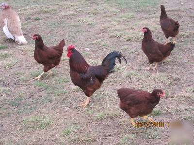 24 + 2 extra rhode island red hatching eggs (guarantee)