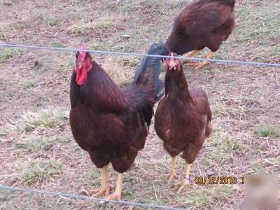 24 + 2 extra rhode island red hatching eggs (guarantee)