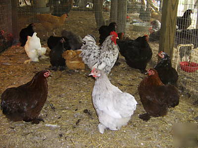 18 cochin bantam fertile hatching eggs