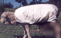 Sheep, angora goat fleece cover, blanket, sz b matilda