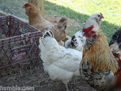 10 + ameraucana chicken hatching eggs, fresh, fertile