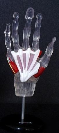 Pocket size human hand medical anatomical model 