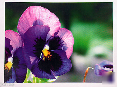  konica minolta CF2002 color copier print scan 47K 2002