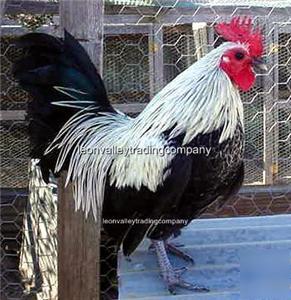 6+assorted old english bantam breeds-hatching eggs-AOE1