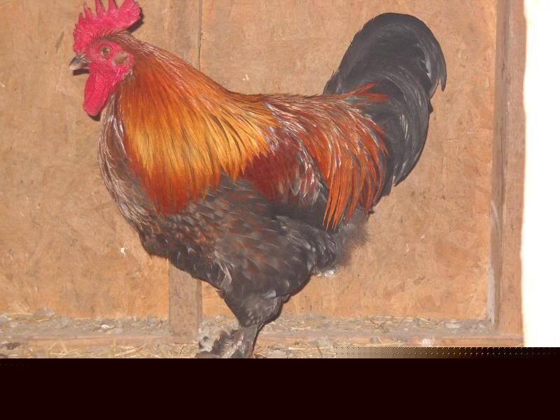 6 french black copper marans chicken hatching eggs