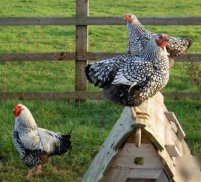Silver lace wyandottes hatching eggs