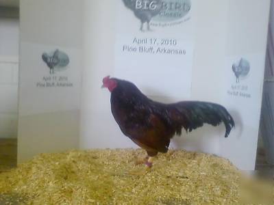 4 + buckeye bantam hatching eggs