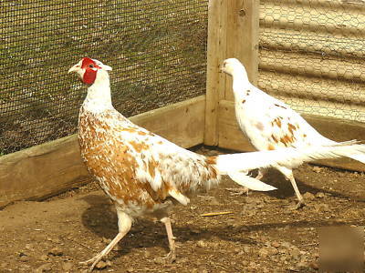 Pied buff ringneck pheasant hatching eggs one dozen