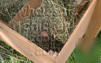 Chicken coop, hen house, poultry model HSS09