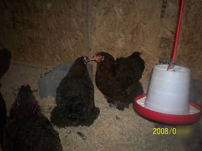 12 partridge cochin (standard) chicken hatching eggs