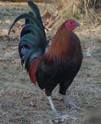6 pure brownred gamefowl fertile chicken hatching eggs 