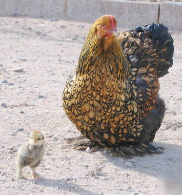12+ standard golden laced cochin hatching eggs - ea