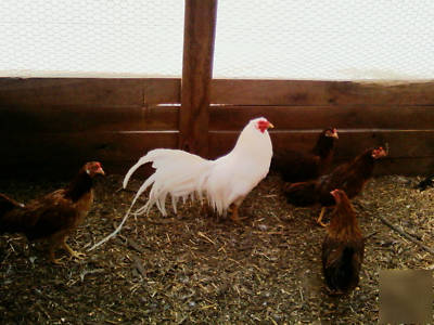 6 rare china game longtails hatching eggs