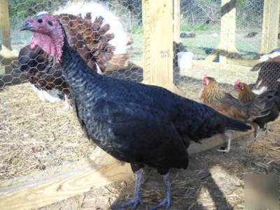 4+ black spanish heritage turkey hatching eggs npip 