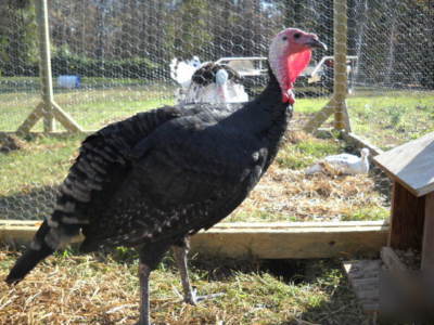 4+ black spanish heritage turkey hatching eggs npip 