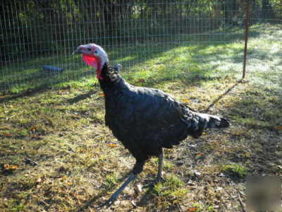 4+ black spanish heritage turkey hatching eggs npip 