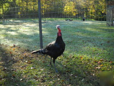 4+ black spanish heritage turkey hatching eggs npip 