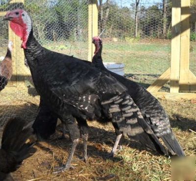 4+ black spanish heritage turkey hatching eggs npip 