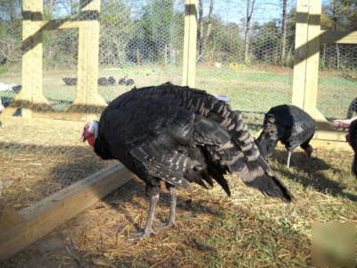 4+ black spanish heritage turkey hatching eggs npip 