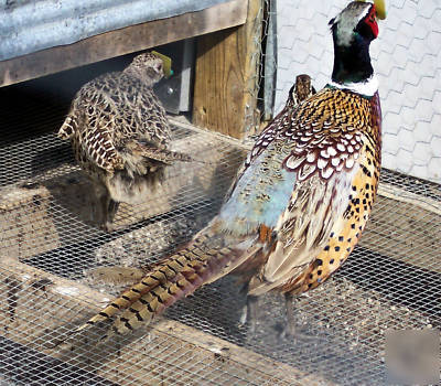 10 + blueback ringneck pheasant eggs for hatching