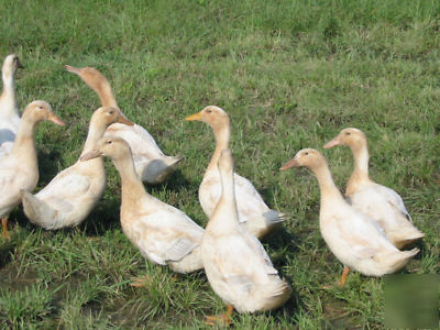 6+ buff orpington duck hatching eggs