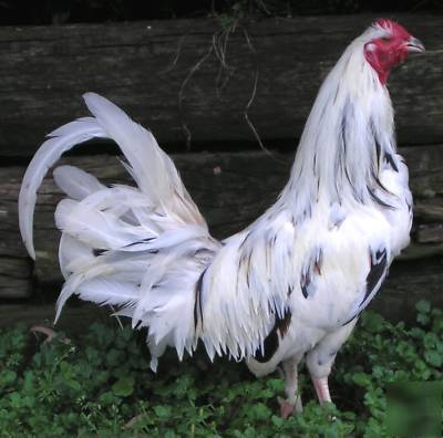 6 white kelso gamefowl chicken hatching eggs