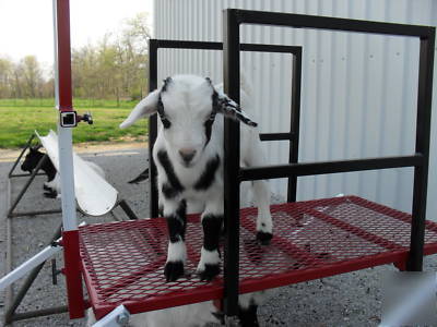 Goat sheep fitting milking hoof trimming stand lift 32