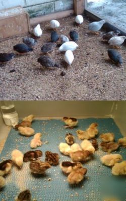 25 chinese blue breasted button quail hatching eggs tux