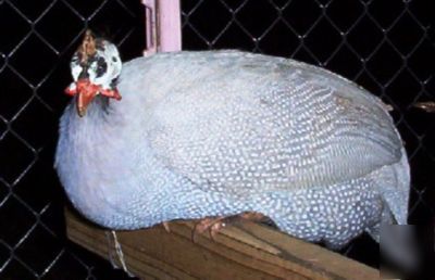 24+ guinea fowl hen hatching eggs 23 + rare colors npip