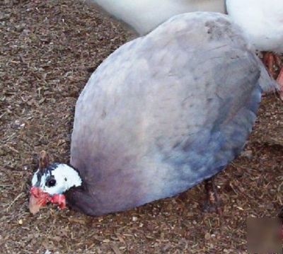 24+ guinea fowl hen hatching eggs 23 + rare colors npip