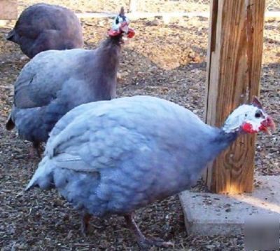 24+ guinea fowl hen hatching eggs 23 + rare colors npip