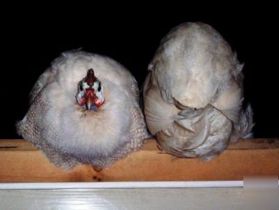 24+ guinea fowl hen hatching eggs 23 + rare colors npip