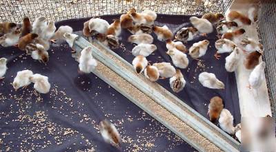 24+ guinea fowl hen hatching eggs 23 + rare colors npip