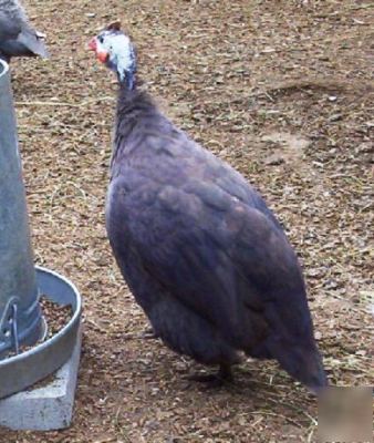 24+ guinea fowl hen hatching eggs 23 + rare colors npip
