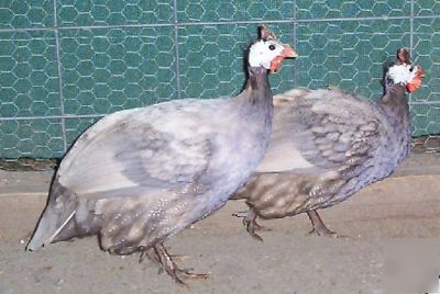 24+ guinea fowl hen hatching eggs 23 + rare colors npip