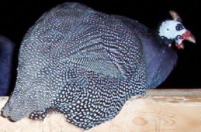 24+ guinea fowl hen hatching eggs 23 + rare colors npip