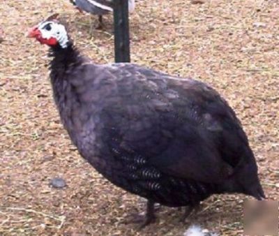 24+ guinea fowl hen hatching eggs 23 + rare colors npip