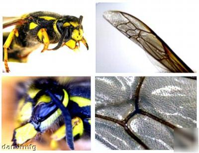 40X macro kit fuji finepix E900 9 mega pixel digital