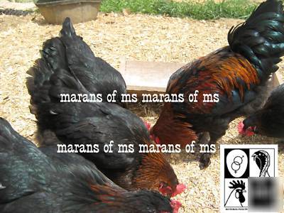 12+ french black copper marans hatching eggs npip cert 