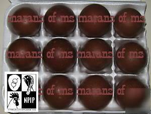 12+ french black copper marans hatching eggs npip cert 
