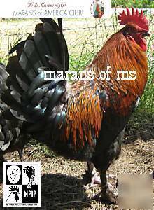 12+ french black copper marans hatching eggs npip cert 
