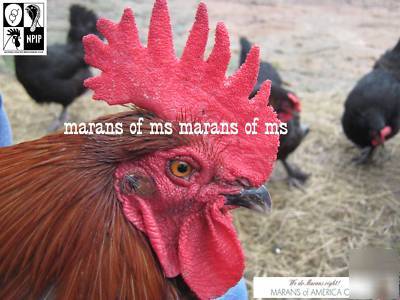 12+ french black copper marans hatching eggs npip cert 