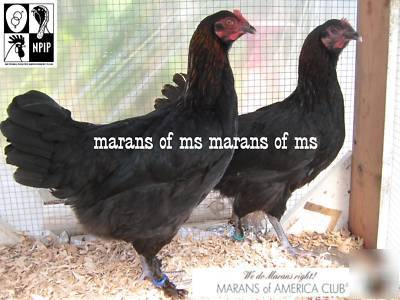 12+ french black copper marans hatching eggs npip cert 