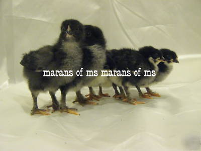 12+ french black copper marans hatching eggs npip cert 