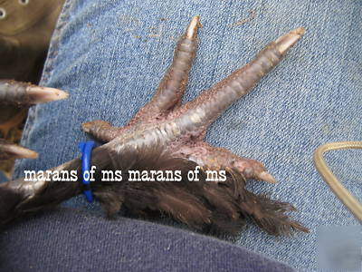 12+ french black copper marans hatching eggs npip cert 