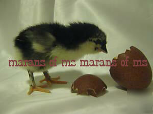 12+ french black copper marans hatching eggs npip cert 